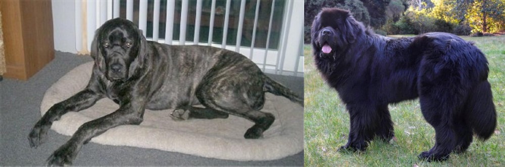 Newfoundland Dog vs Giant Maso Mastiff - Breed Comparison