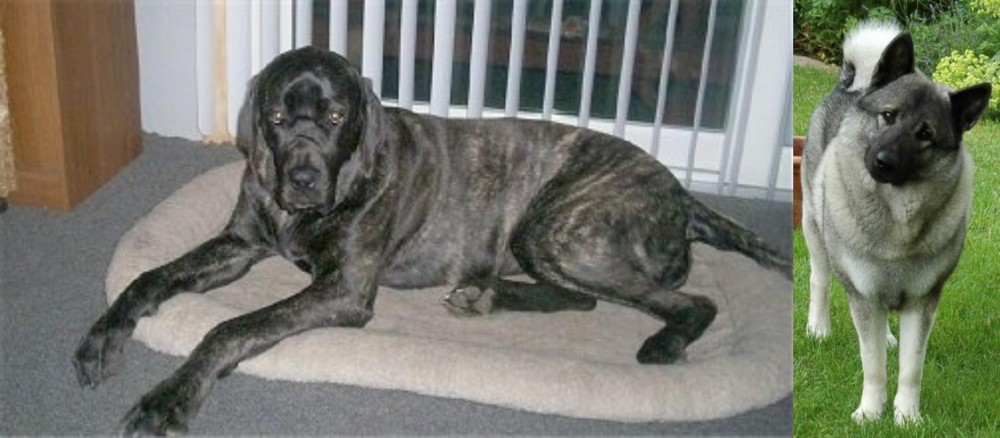 Norwegian Elkhound vs Giant Maso Mastiff - Breed Comparison