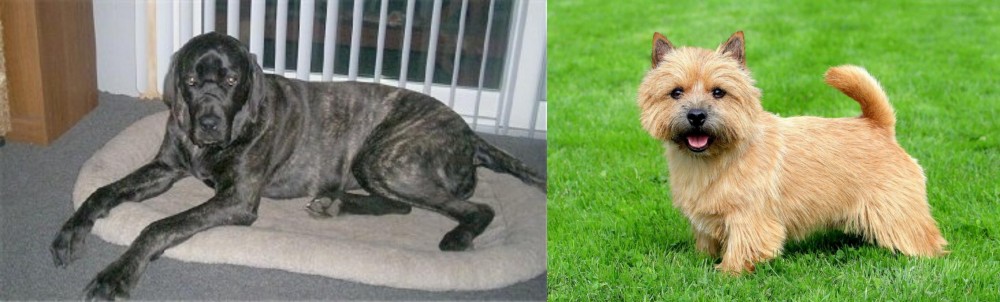 Norwich Terrier vs Giant Maso Mastiff - Breed Comparison