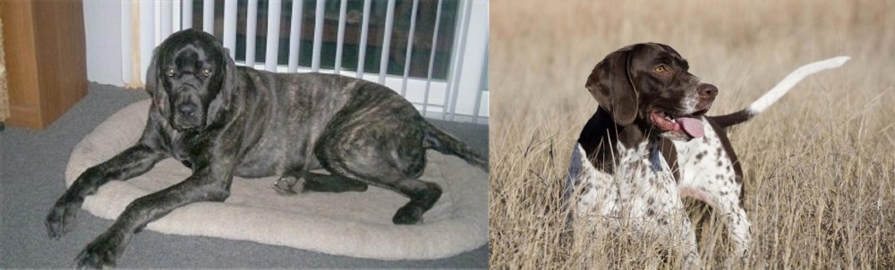 Old Danish Pointer vs Giant Maso Mastiff - Breed Comparison