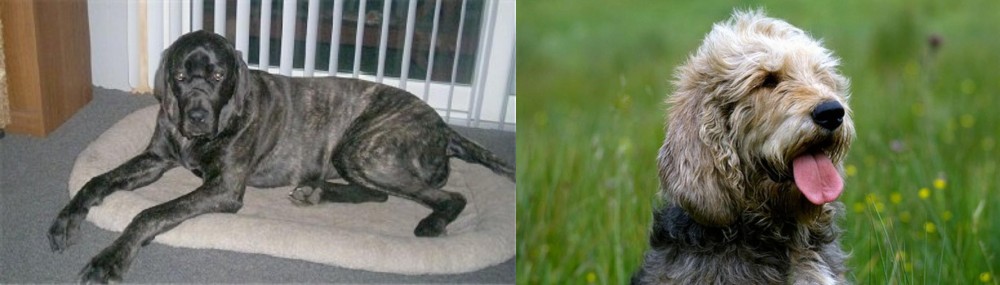 Otterhound vs Giant Maso Mastiff - Breed Comparison