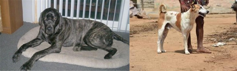 Pandikona vs Giant Maso Mastiff - Breed Comparison