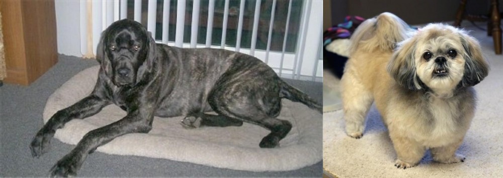 PekePoo vs Giant Maso Mastiff - Breed Comparison