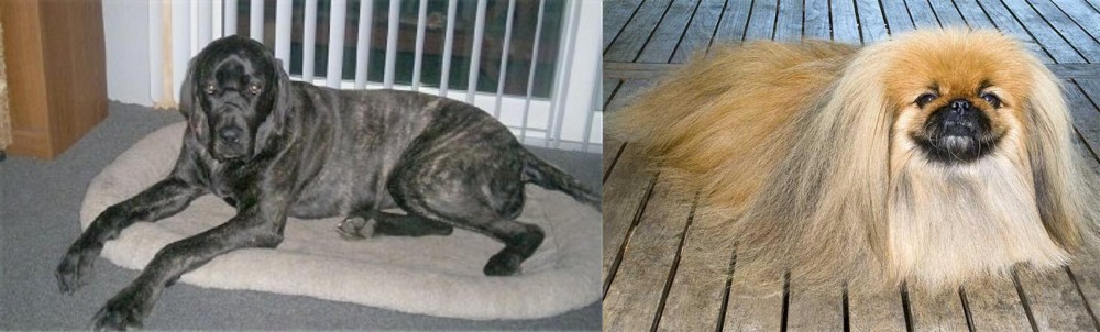 Pekingese vs Giant Maso Mastiff - Breed Comparison