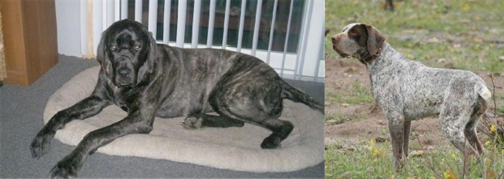 Perdiguero de Burgos vs Giant Maso Mastiff - Breed Comparison