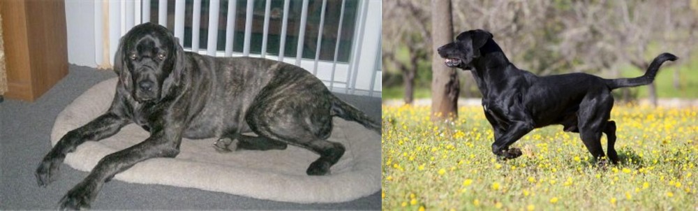 Perro de Pastor Mallorquin vs Giant Maso Mastiff - Breed Comparison