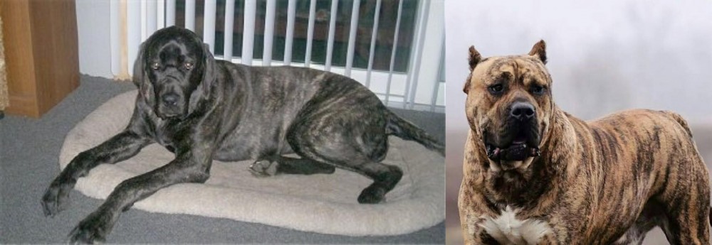 Perro de Presa Canario vs Giant Maso Mastiff - Breed Comparison