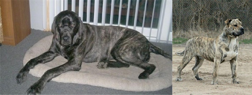 Perro de Presa Mallorquin vs Giant Maso Mastiff - Breed Comparison