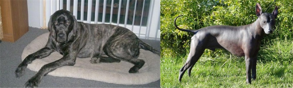 Peruvian Hairless vs Giant Maso Mastiff - Breed Comparison