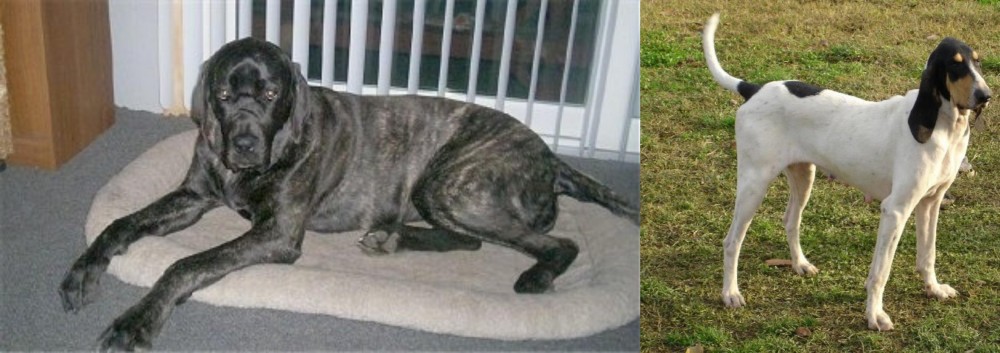 Petit Gascon Saintongeois vs Giant Maso Mastiff - Breed Comparison