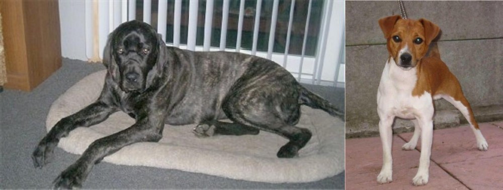 Plummer Terrier vs Giant Maso Mastiff - Breed Comparison