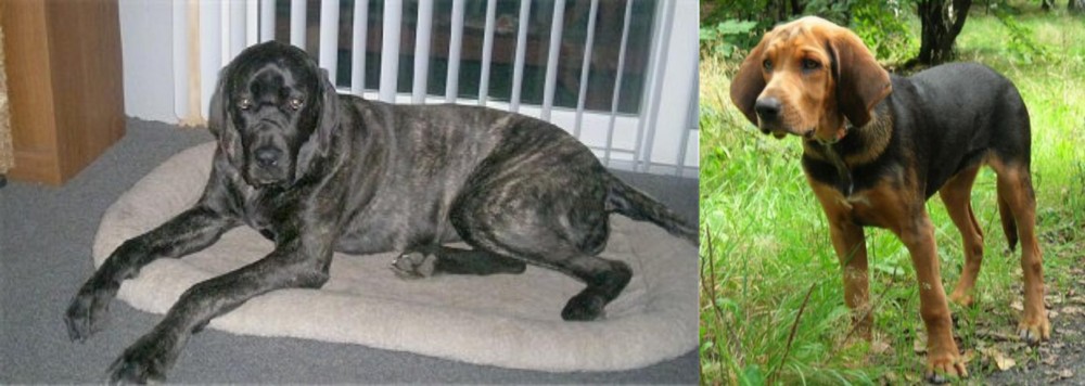 Polish Hound vs Giant Maso Mastiff - Breed Comparison