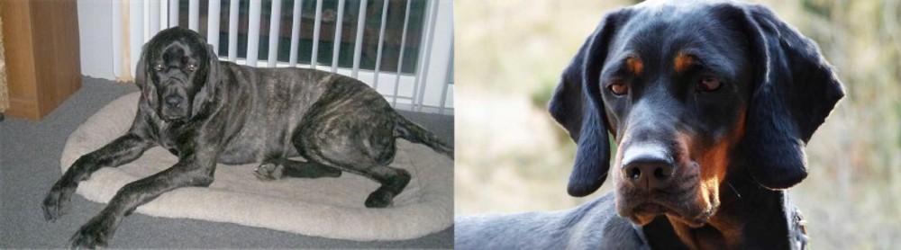 Polish Hunting Dog vs Giant Maso Mastiff - Breed Comparison