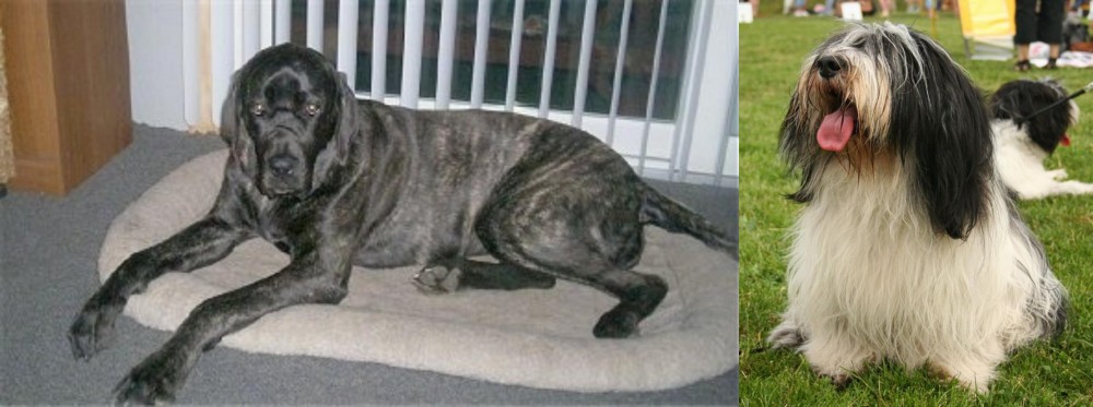 Polish Lowland Sheepdog vs Giant Maso Mastiff - Breed Comparison