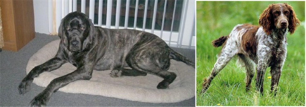 Pont-Audemer Spaniel vs Giant Maso Mastiff - Breed Comparison