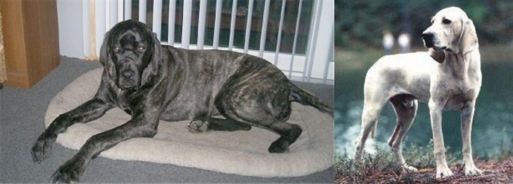 Porcelaine vs Giant Maso Mastiff - Breed Comparison