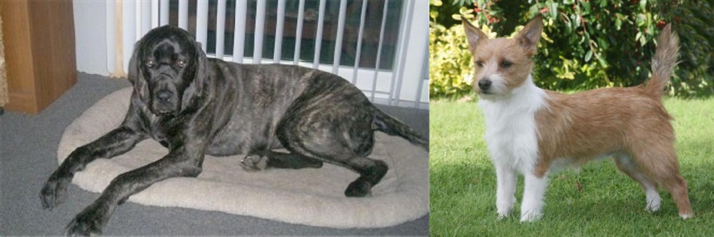 Portuguese Podengo vs Giant Maso Mastiff - Breed Comparison