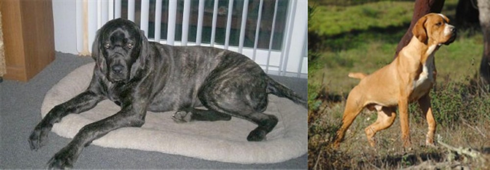 Portuguese Pointer vs Giant Maso Mastiff - Breed Comparison