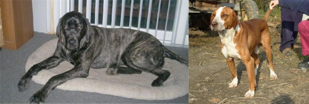 Posavac Hound vs Giant Maso Mastiff - Breed Comparison