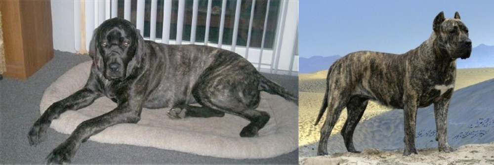 Presa Canario vs Giant Maso Mastiff - Breed Comparison