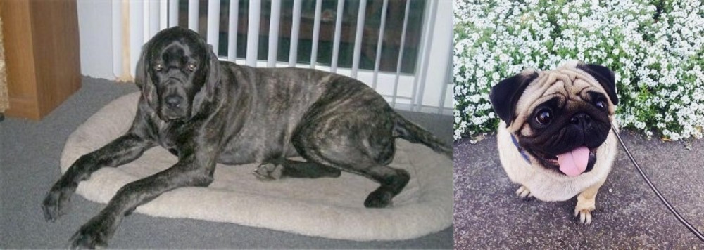 Pug vs Giant Maso Mastiff - Breed Comparison