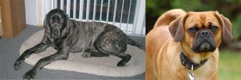 Pugalier vs Giant Maso Mastiff - Breed Comparison