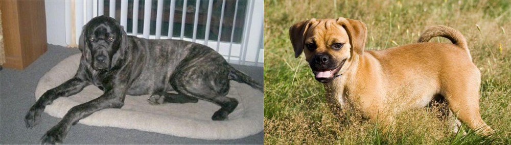 Puggle vs Giant Maso Mastiff - Breed Comparison