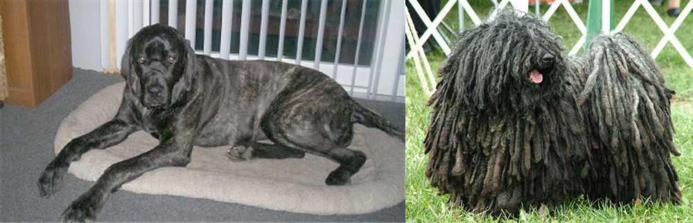 Puli vs Giant Maso Mastiff - Breed Comparison