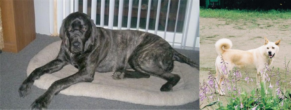 Pungsan Dog vs Giant Maso Mastiff - Breed Comparison