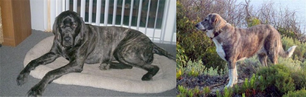 Rafeiro do Alentejo vs Giant Maso Mastiff - Breed Comparison