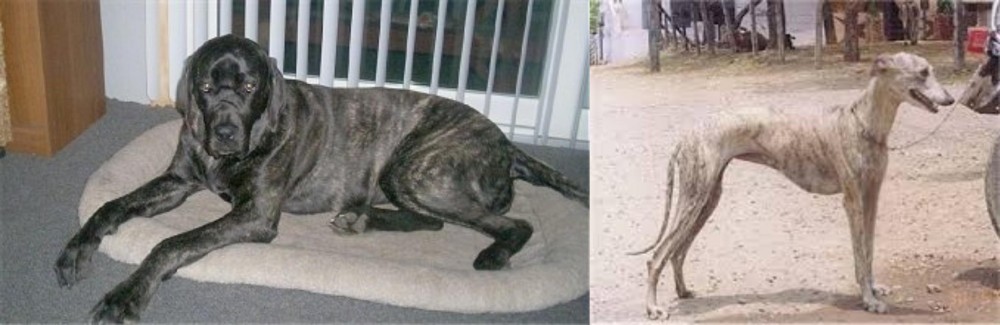 Rampur Greyhound vs Giant Maso Mastiff - Breed Comparison