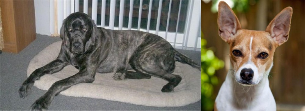 Rat Terrier vs Giant Maso Mastiff - Breed Comparison