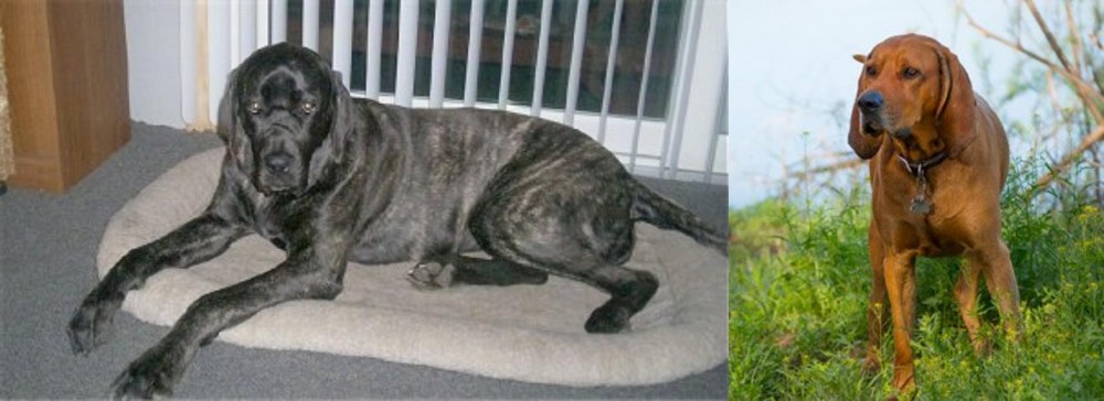 Redbone Coonhound vs Giant Maso Mastiff - Breed Comparison