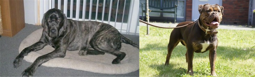 Renascence Bulldogge vs Giant Maso Mastiff - Breed Comparison