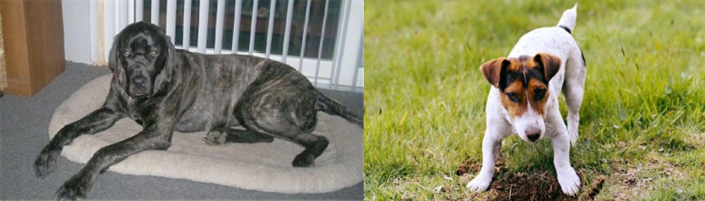 Russell Terrier vs Giant Maso Mastiff - Breed Comparison