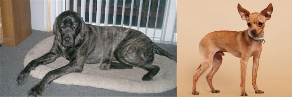 Russian Toy Terrier vs Giant Maso Mastiff - Breed Comparison