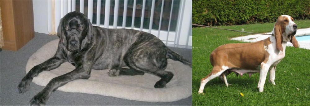 Sabueso Espanol vs Giant Maso Mastiff - Breed Comparison