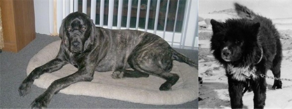 Sakhalin Husky vs Giant Maso Mastiff - Breed Comparison