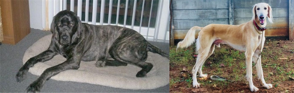 Saluki vs Giant Maso Mastiff - Breed Comparison