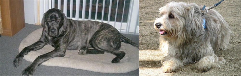 Sapsali vs Giant Maso Mastiff - Breed Comparison