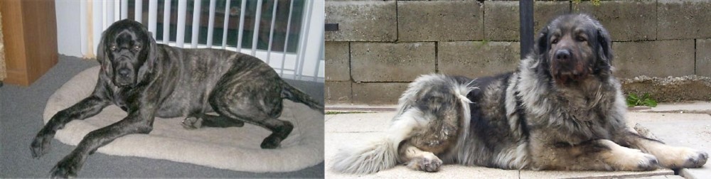 Sarplaninac vs Giant Maso Mastiff - Breed Comparison