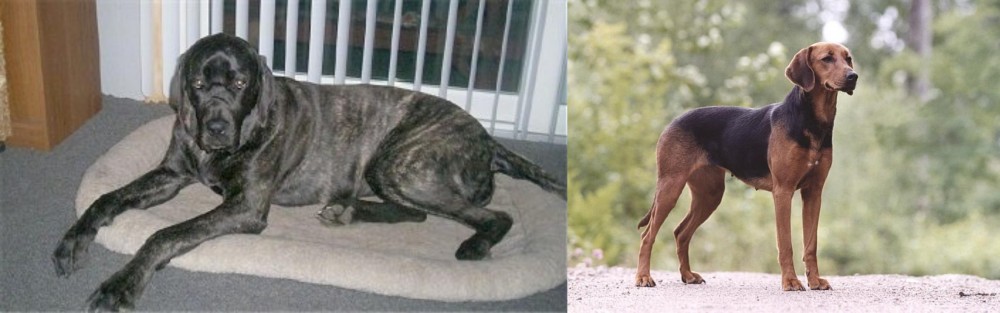 Schillerstovare vs Giant Maso Mastiff - Breed Comparison