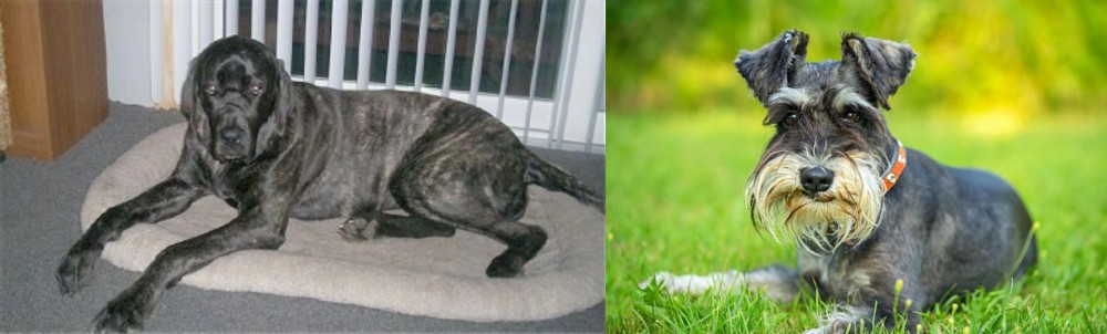 Schnauzer vs Giant Maso Mastiff - Breed Comparison