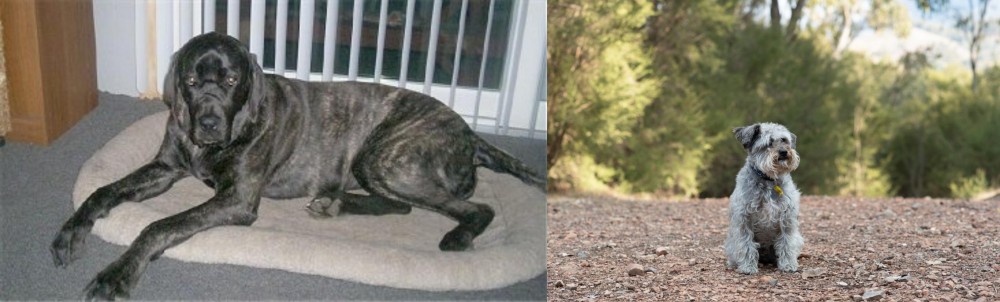 Schnoodle vs Giant Maso Mastiff - Breed Comparison