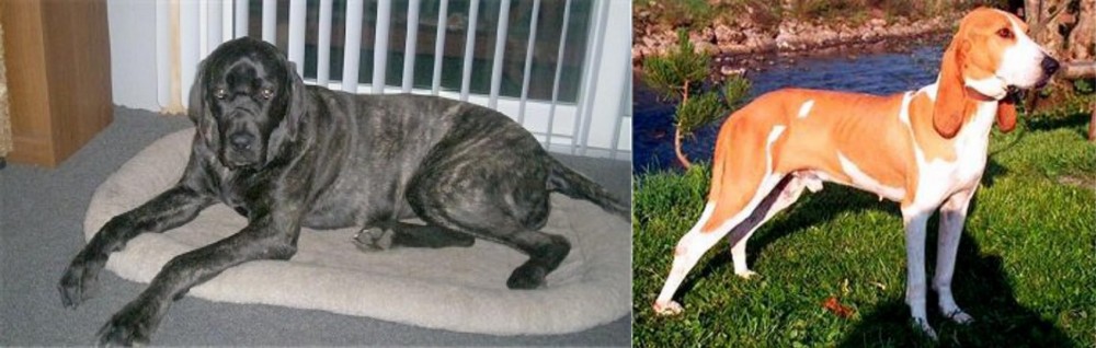 Schweizer Laufhund vs Giant Maso Mastiff - Breed Comparison