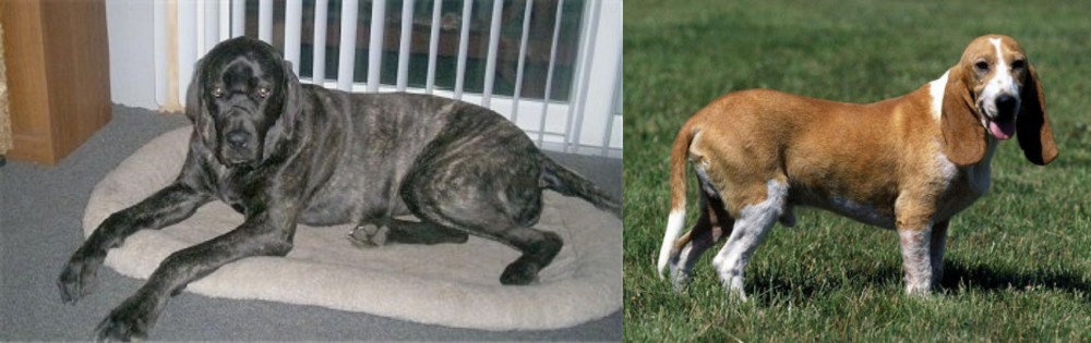 Schweizer Niederlaufhund vs Giant Maso Mastiff - Breed Comparison