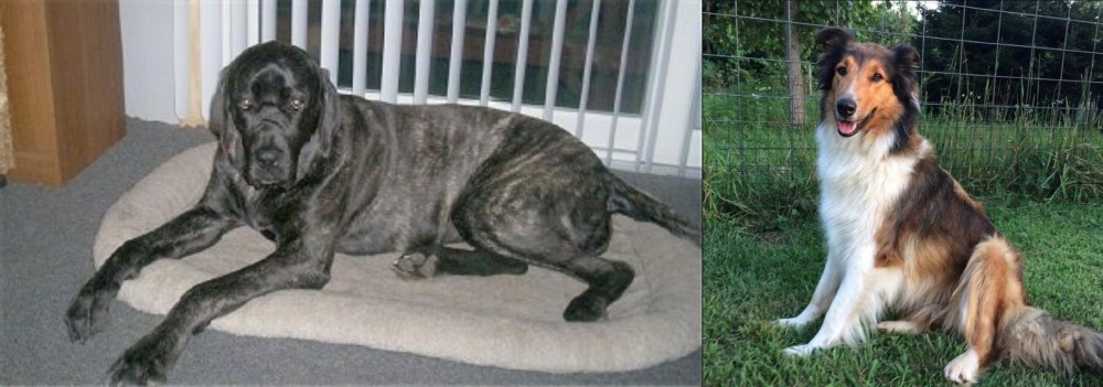 Scotch Collie vs Giant Maso Mastiff - Breed Comparison