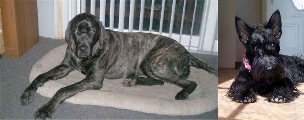 Scottish Terrier vs Giant Maso Mastiff - Breed Comparison