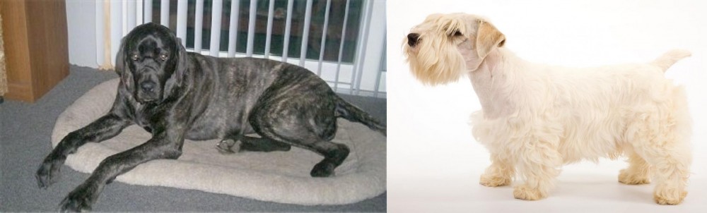 Sealyham Terrier vs Giant Maso Mastiff - Breed Comparison