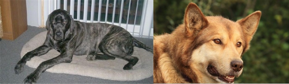 Seppala Siberian Sleddog vs Giant Maso Mastiff - Breed Comparison
